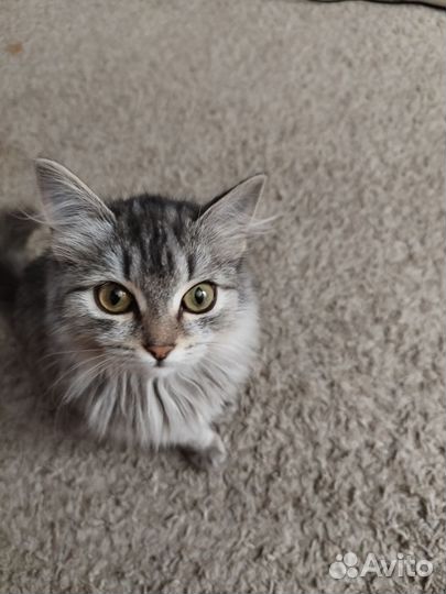 Котёнок кошечка(красавица)