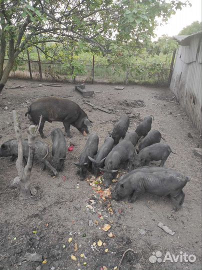 Стадо свиней