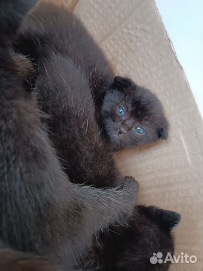 Шотландская кошка