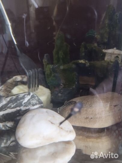 Сомики анциструсы(подростки)