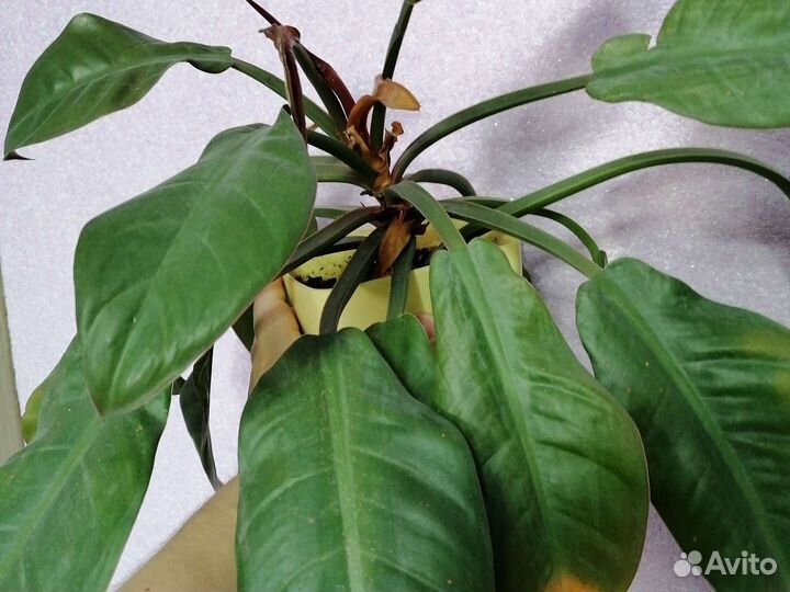 Филодендрон Империал ред Атом Moonlight