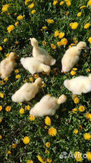 Гусята линда