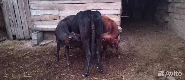 Телята бычки