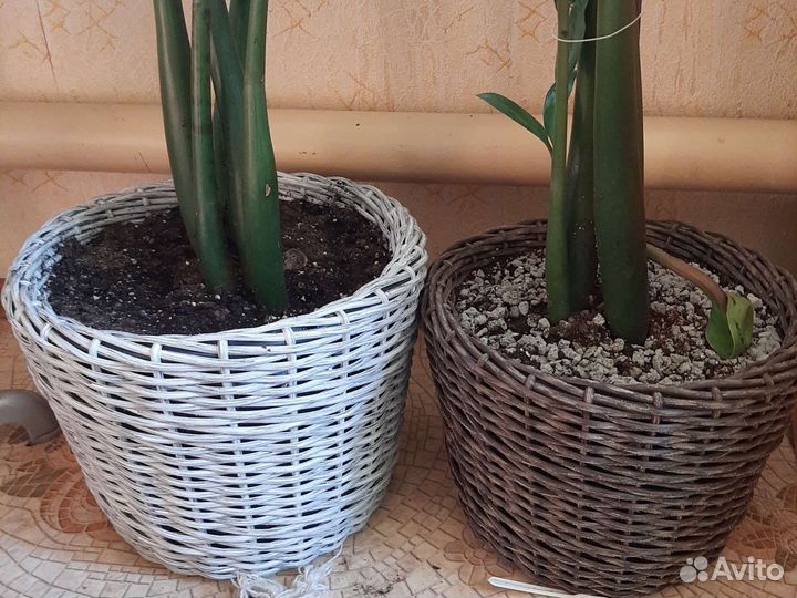 Зомиакулькас в новом горшке