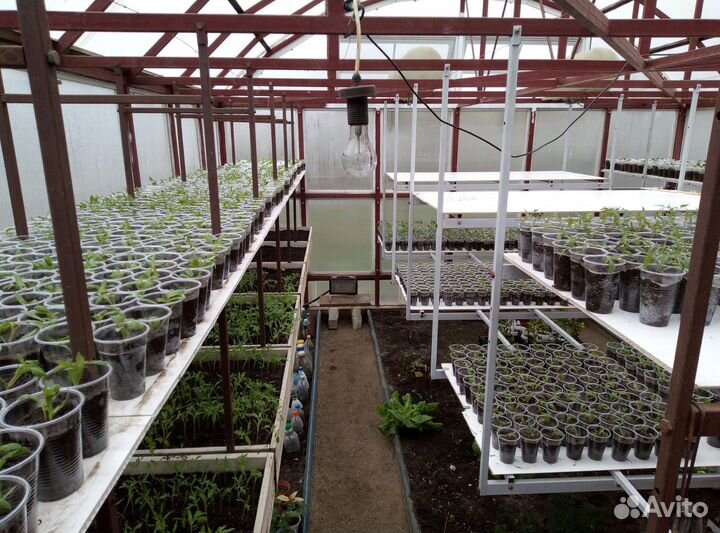 Рассада экзотических сортов томатов (в стаканах)