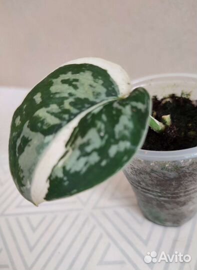 Сциндапсус Mayari Майяри