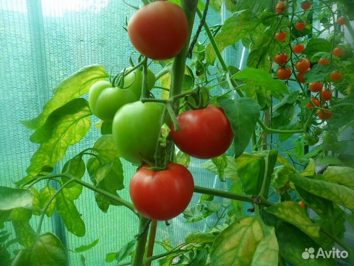 Помидоры свежие домашние