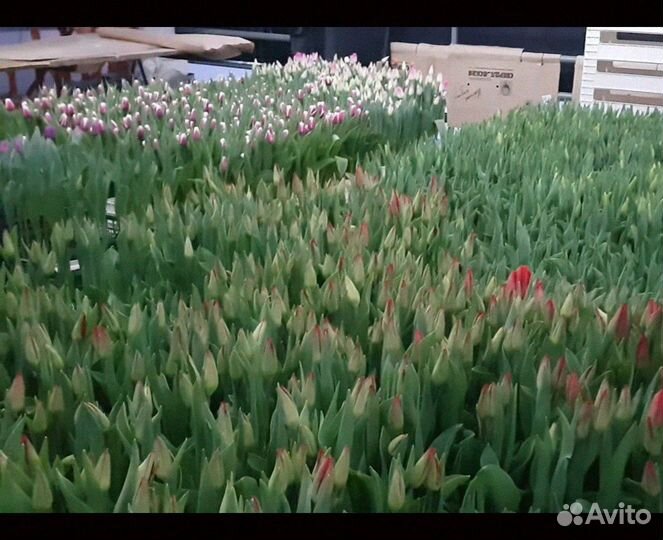 Тюльпаны оптом напрямую из теплицы