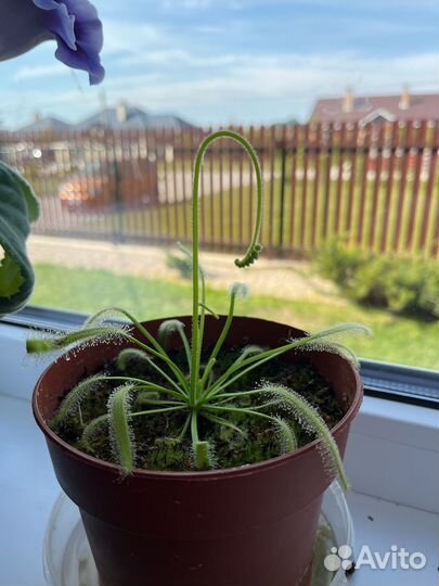 Хищное растение (Росянка)