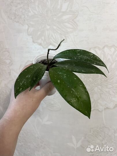 Ирезине, традесканция, герань