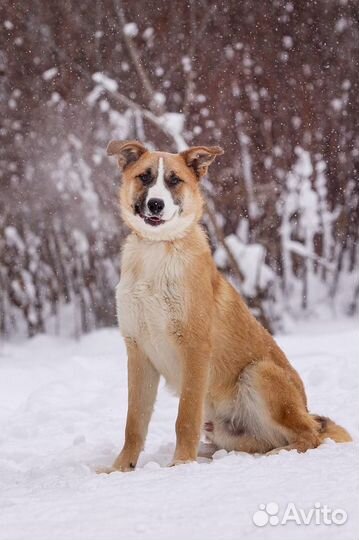 Щенок в добрые руки Барни