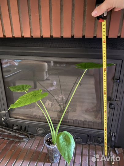 Алоказия гагеана вариегатная