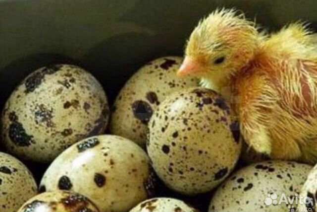 Яйца перепелиные инкубационные