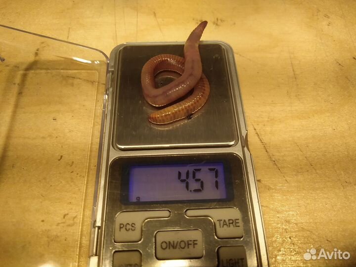 Червь для рыбалки Дендробена Венета