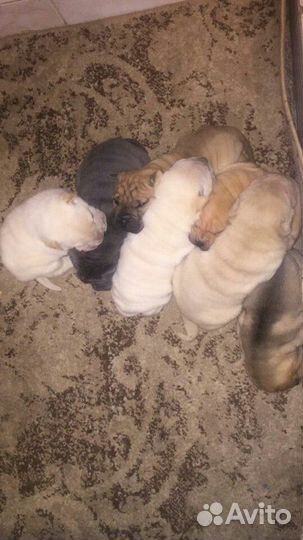 Мальчишки и девчонки от заводчика