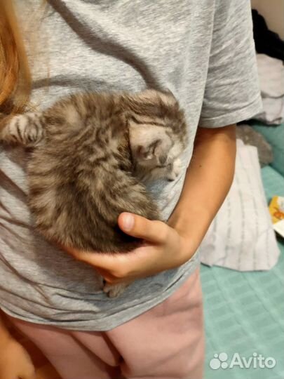 Шотландская