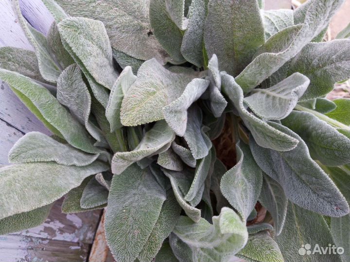 Чистец шерстистый