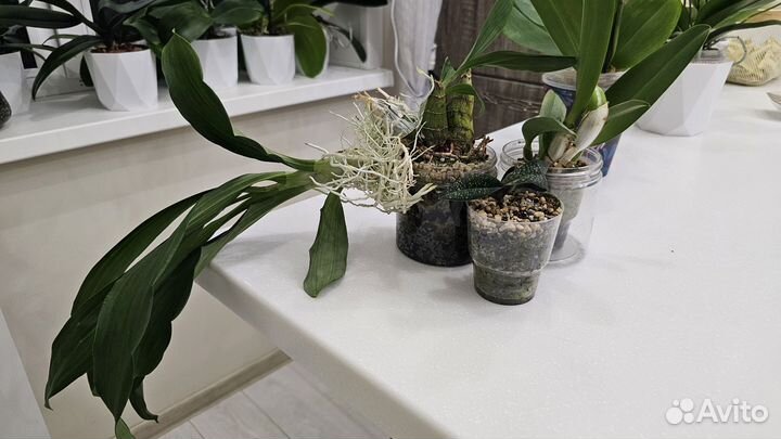 Набор орхидных