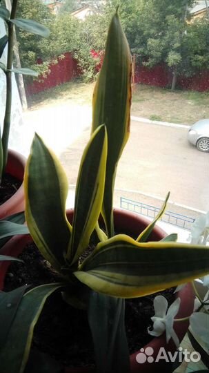 Сансевиерия