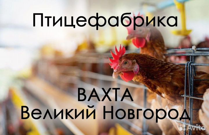 Рабочий на птицефабрику (Вахта Великий Новгород)