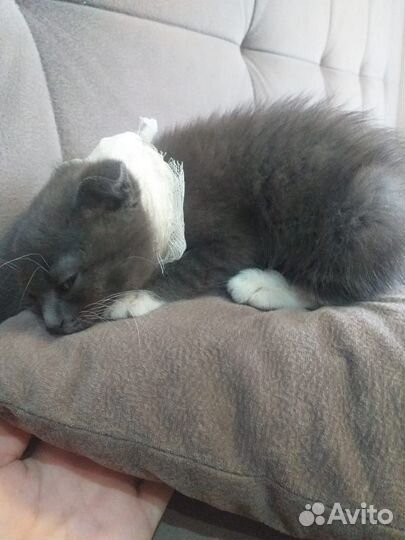 Котенок в добрые руки