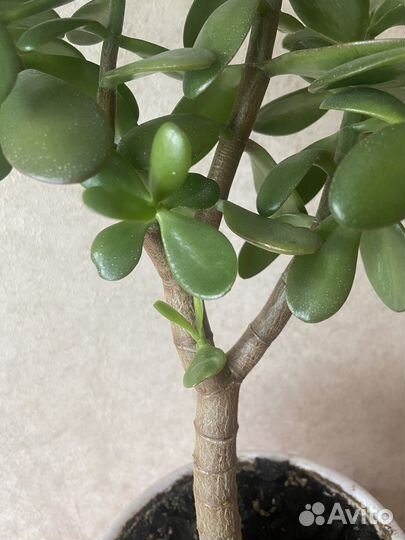 Толстянка(крассула) Денежное дерево