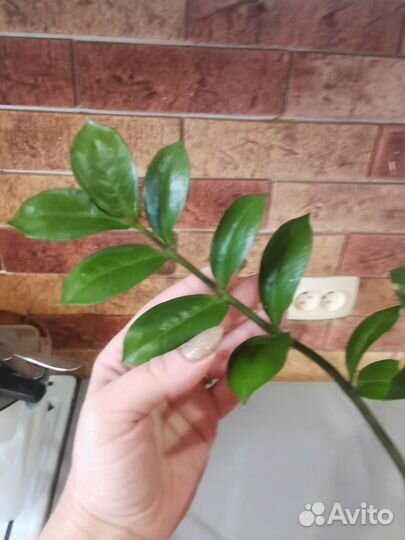 Замиокулькас