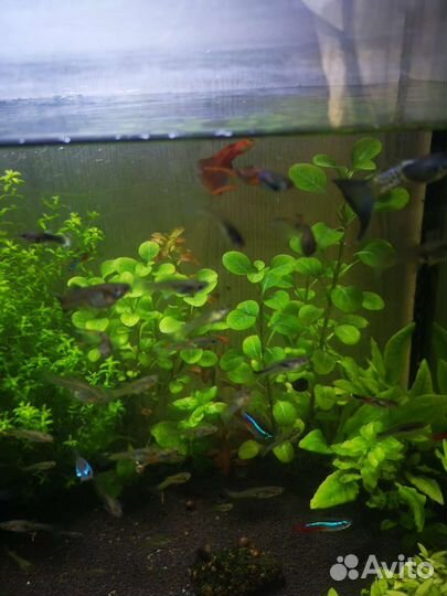 Аквариумные рыбки гуппи