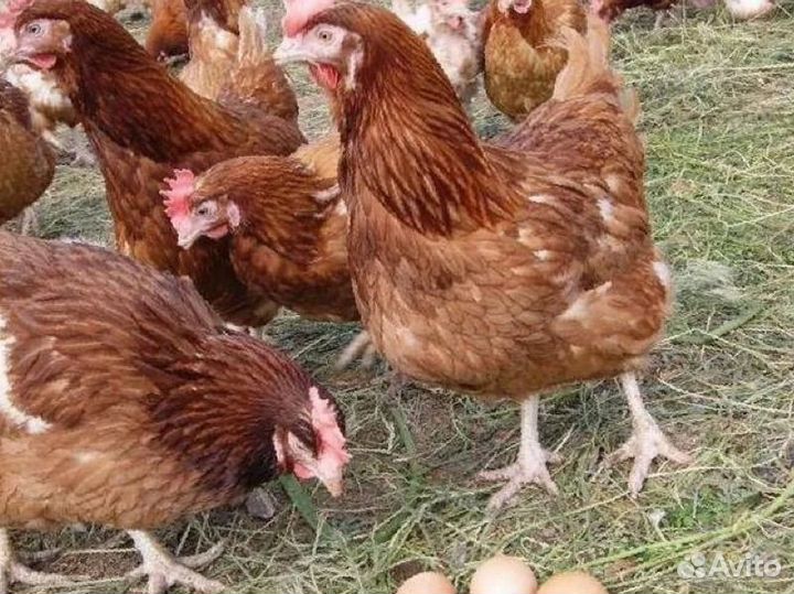 Курочки красные