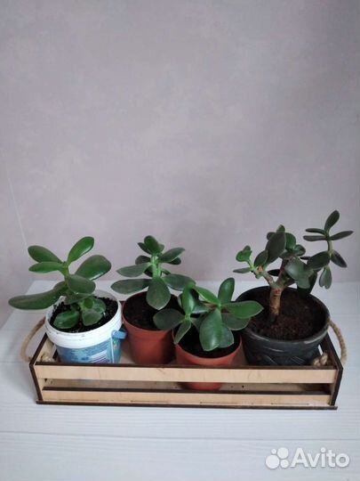 Денежное дерево