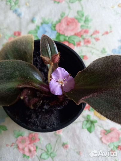 Цветок Сидерасис