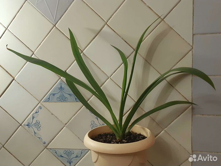 Гименокаллис