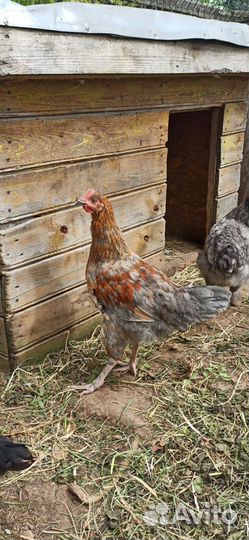 Молодые петухи