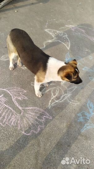 Собака в добрые руки
