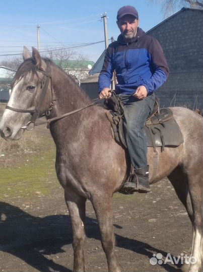 Жеребец иноходец