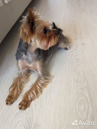 Мини йорк вязка