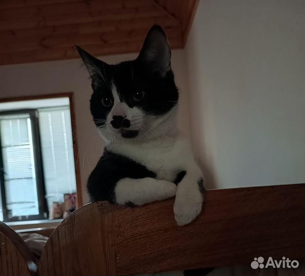Коты в добрые руки