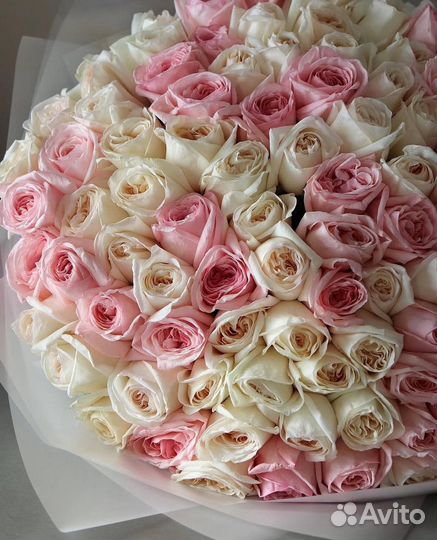 Пионовидные розы (Pin Ohara)