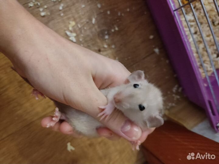 Крысята дамбо