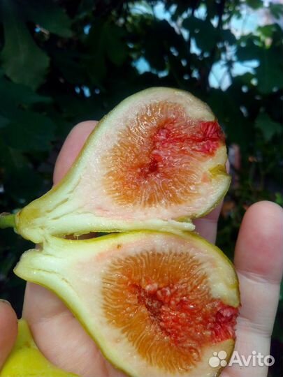 Инжир Брунсвик, Черный, Турецкий кор. в горшках