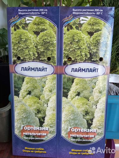 Гортензия метельчатая Геркулес, Лаймлайт и др