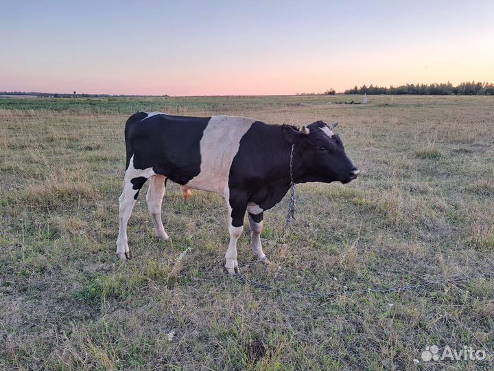 Бычок 1,6 месяцев