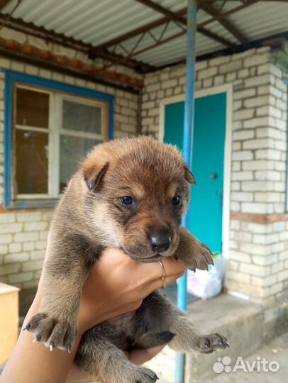 Отдам в добрые руки