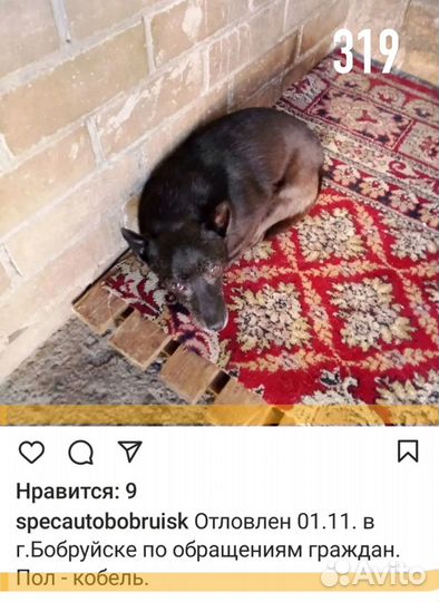 Мальчик из усыпалки ищет дом