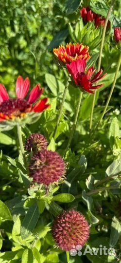 Многолетники для сада цветы