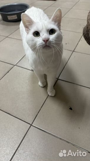 Котик Ланс в добрые руки