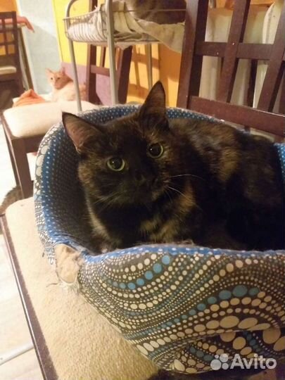 Мишель ищет дом