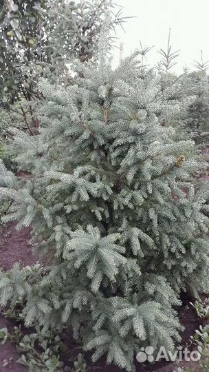 Саженцы голубой ели