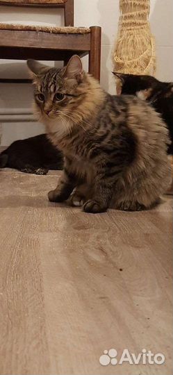 Кошечка в добрые руки