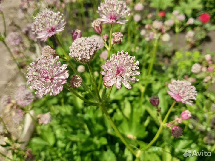 Садовые цветы и растения